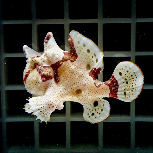 【現物1】クマドリカエルアンコウ 6cm! 海水魚 アンコウ 15時までのご注文で当日発送(t126...