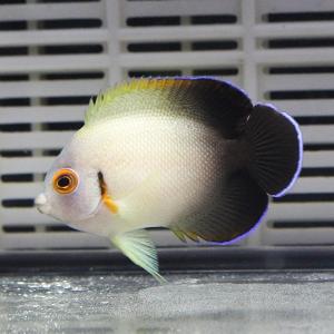 ナメラヤッコ 5-7cm± (A-0164) 海水魚 サンゴ 生体｜aquagift