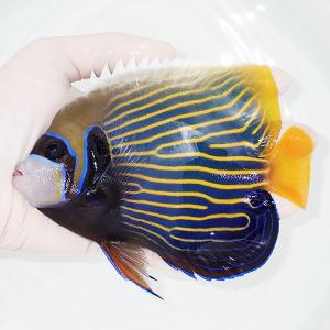 【現物6】タテジマキンチャクダイ(ウズキン) 12cm±!海水魚 ヤッコ  15時までのご注文で当日発送(t111(t207｜aquagift