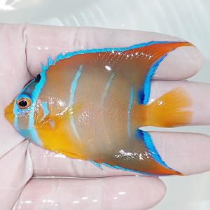 【現物1】ベリーズ産クイーンエンゼル 7cm± (A-0193) 海水魚 サンゴ 生体｜aquagift