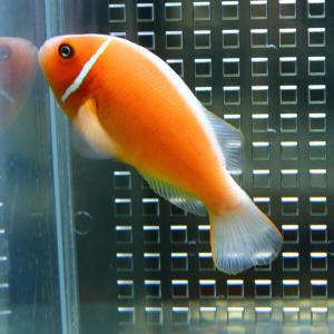 ハナビラクマノミ  (A-0245) 海水魚 サンゴ 生体