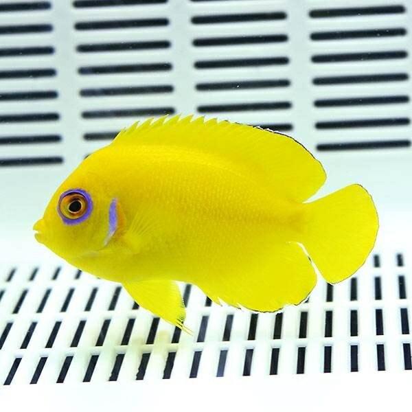 【マーシャル産】レモンピール エンゼル 6-8cm±!!海水魚 ヤッコ 15時までのご注文で当日発送...