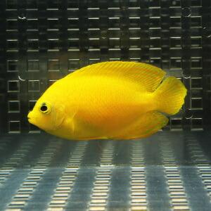 ヘラルドヤッコ 6-8cm±! 海水魚 ヤッコ  15時までのご注文で当日発送(t111