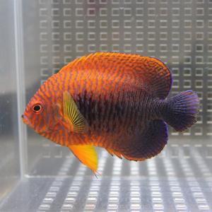 ポッターズピグミーエンゼル 5-7cm±(A-0255) 海水魚 サンゴ 生体
