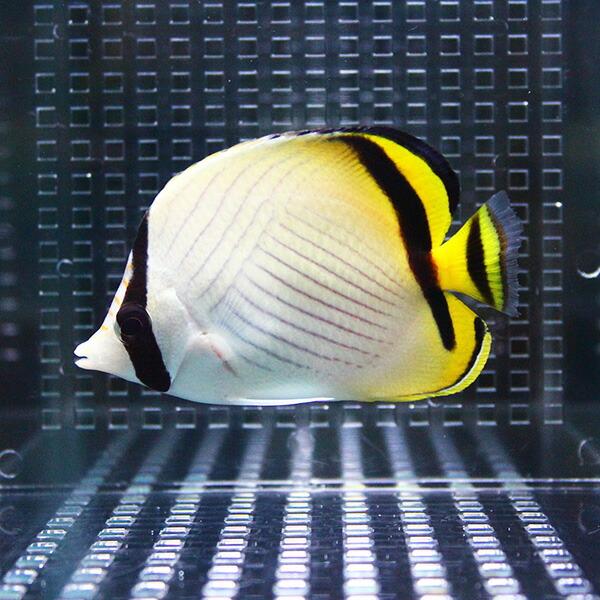 フウライチョウ 8-10cm±! 海水魚 チョウチョウウオ  15時までのご注文で当日発送(t114