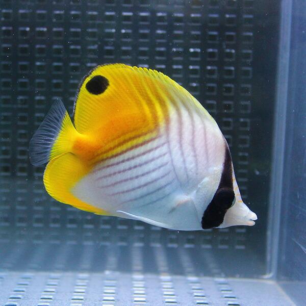 トゲチョウ 6-8cm±! 海水魚 チョウチョウウオ【チョウチョウウオ】(t114