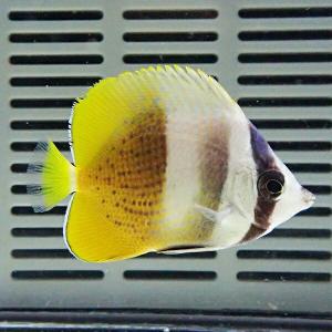 ミゾレチョウ 4-5cm±! 海水魚 チョウチ...の詳細画像1
