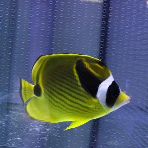 チョウハン 8-10cm±海水魚! チョウチョウウオ (t114