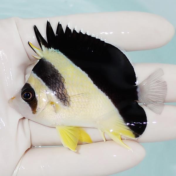 【現物1】バーゲスバタフライ 8.5cm±! 海水魚 チョウチョウウオ 15時までのご注文で当日発送...