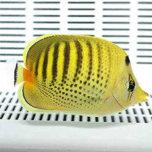 シチセンチョウ 6-8cm±! 海水魚 チョウ...の詳細画像1