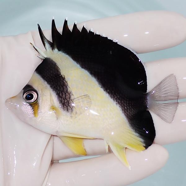 【現物2】バーゲスバタフライ 7.5cm±! 海水魚 チョウチョウウオ 15時までのご注文で当日発送...
