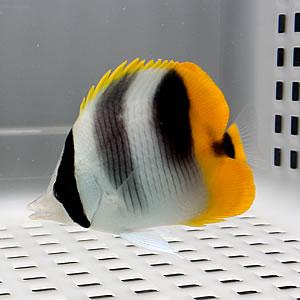 スダレチョウ 6-8cm±!海水魚 チョウチョウウオ 餌付け15時までのご注文で当日発送(t114