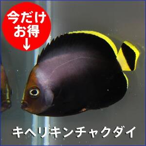 キヘリキンチャクダイ  5-7cm±! 海水魚 ヤッコ 15時までのご注文で当日発送(t111