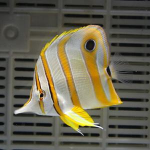 ハシナガチョウチョウウオ(チェルモ) 4-6cm±(A-0289) 海水魚