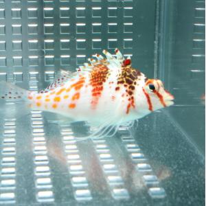 サラサゴンベ 【1匹】 ! 海水魚 ゴンベ 餌付...の商品画像