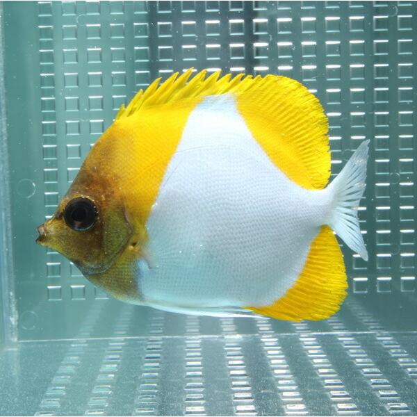 カスミチョウ 7-9cm±!海水魚 チョウチョウウオ (t114
