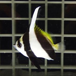 ハタタテダイ 4-6cm± !※多少のヒレ欠けがあります 餌付け