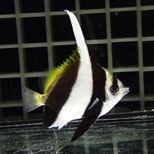 ハタタテダイ【3匹】4-6cm±!※多少のヒレ...の詳細画像1