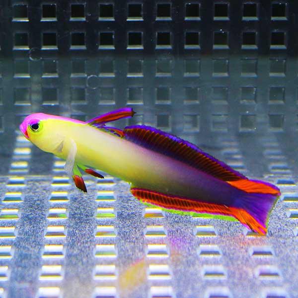 アケボノハゼ 4-6cm±【1匹】 海水魚 ハゼ ! 海水魚 ハゼ 【15時までのご注文で当日発送(...