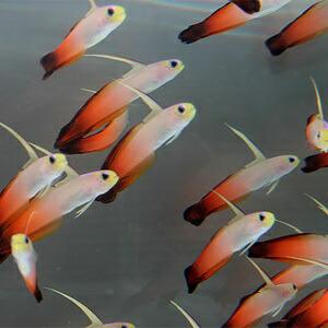 ハタタテハゼ 【5匹】 4-6cm±(A-0305) 海水魚 サンゴ 生体｜aquagift