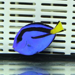 ナンヨウハギ SMサイズ 5-7cm ! 海水魚 ハギ 15時までのご注文で当日発送(t119｜aquagift