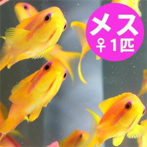 インドキンギョハナダイ メス 5-7cm±(A-0329) 海水魚 サンゴ 生体