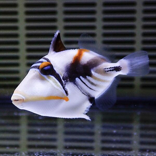 ムラサメモンガラ 4-6cm±!  ハギ 海水魚 !15時までのご注文で当日発送(t119