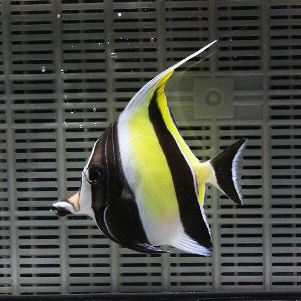 冷凍ブラインOK ツノダシ 7-9cm± 1匹 多少ヒレ欠けあり!  海水魚 15時までのご注文で当...