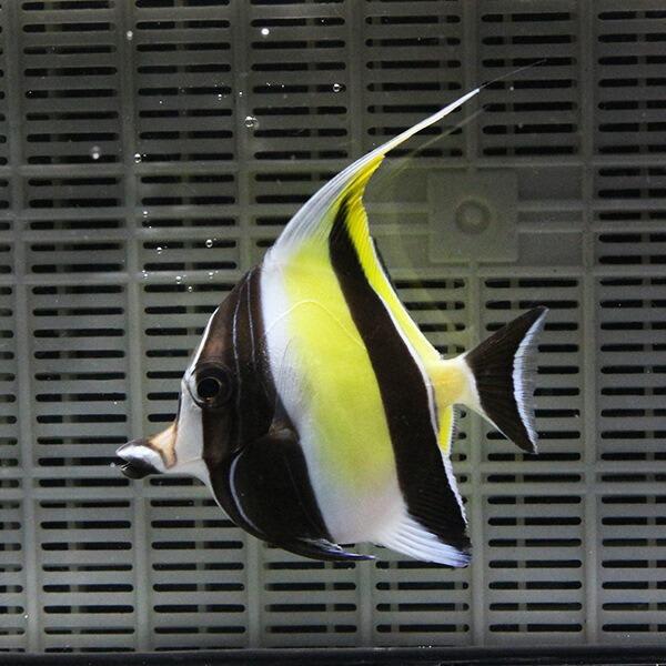 ツノダシ 10-12cm± 多少ヒレ欠けあり (A-0338) 海水魚 サンゴ 生体