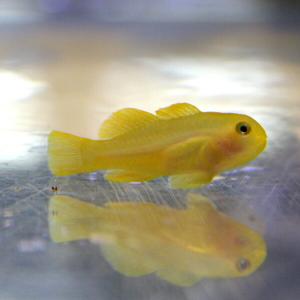 キイロサンゴハゼ 【3匹セット】 1.5-3cm± 海水魚 ハゼ(A-0340) 海水魚 サンゴ 生体｜aquagift