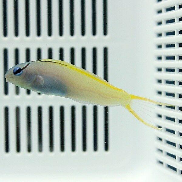 オウゴンニジギンポ 5-7cm±!  海水魚 生体 ギンポ 15時までのご注文で当日発送【ギンポ】
