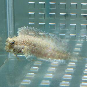 ヤエヤマギンポ 4-6cm±   茶苔取り 海水魚 ブレニー (t124(t121