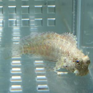 ヤエヤマギンポ 6-8cm± 茶苔取り 海水魚...の詳細画像1