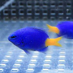 シリキルリスズメ 3-4cm 10匹セット(A-0356) 海水魚 サンゴ 生体｜aquagift