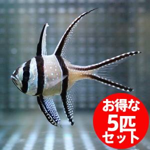 プテラポゴン カウデルニー 4-6cm(A-0364) 海水魚 サンゴ