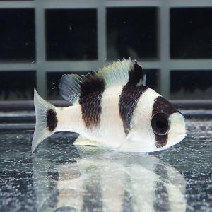 ★ミスジスズメダイ 3-4cm【1匹】! 海水...の詳細画像1