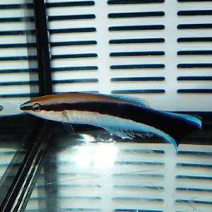 ホンソメワケベラ 5-8cm±(A-0375) 海水魚 サンゴ 生体｜aquagift