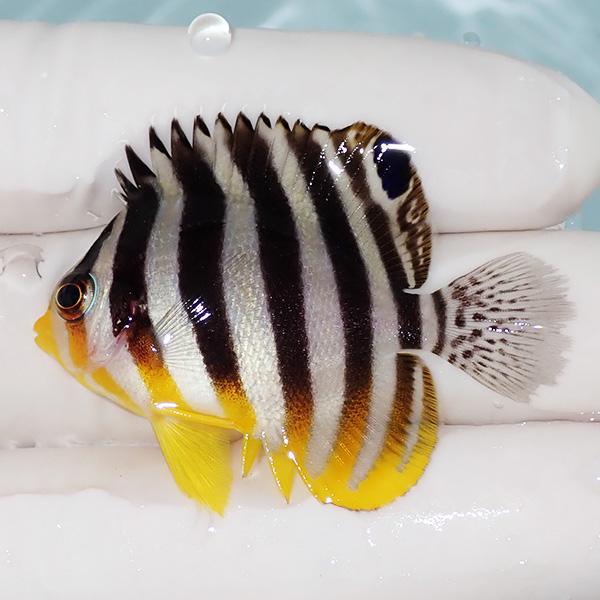 【現物1】シマヤッコ 5.2cm±! 海水魚 生体 15時までのご注文で当日発送(t111(t207
