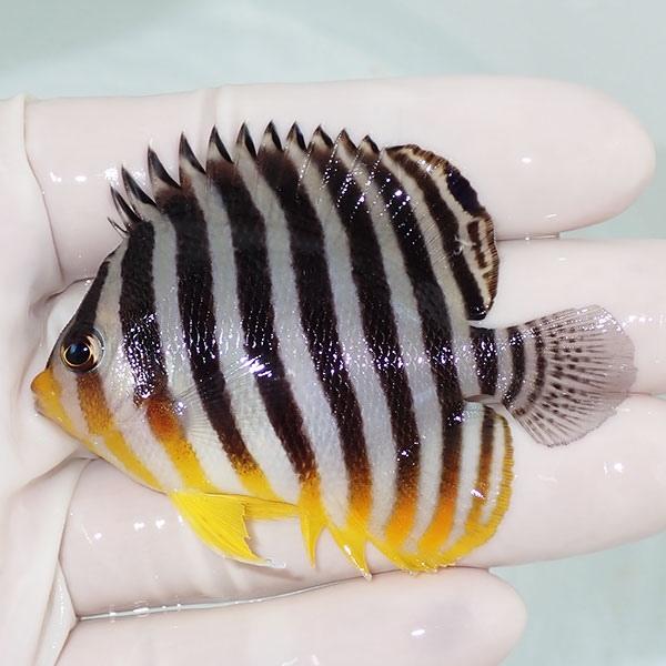 【現物4】sale シマヤッコ 6cm±! 海水魚 生体 15時までのご注文で当日発送(t111(t...