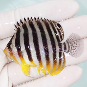 【現物5】sale シマヤッコ 5.5cm±! 海水魚 生体 15時までのご注文で当日発送(t111(t207｜aquagift