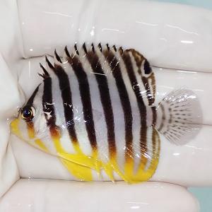 【現物7】シマヤッコ 3.3cm±! 海水魚 生体 15時までのご注文で当日発送(t111(t207