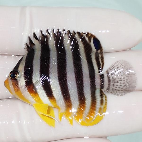 【現物7】sale シマヤッコ 5.5cm±! 海水魚 生体 15時までのご注文で当日発送(t111...