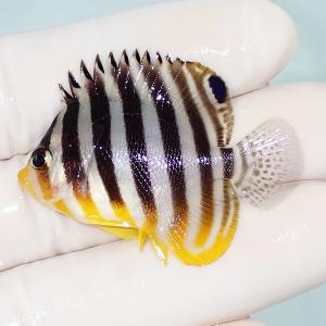 アクアギフト 小型ヤッコ 海水魚 生体 Yahoo ショッピング