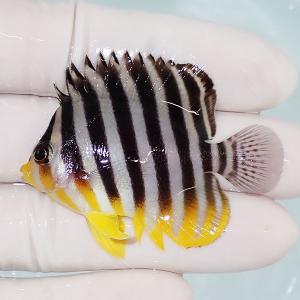 【現物10】sale シマヤッコ 5.5cm±! 海水魚 生体 15時までのご注文で当日発送(t111(t207｜aquagift