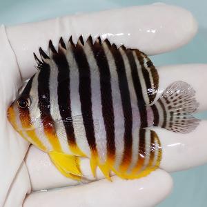 【現物52】sale シマヤッコ 5.7cm±! 海水魚 生体 15時までのご注文で当日発送(t111(t207｜aquagift