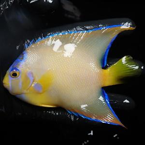 【現物9】クイーンエンゼル 12cm± (A-0433) 海水魚 サンゴ 生体｜aquagift