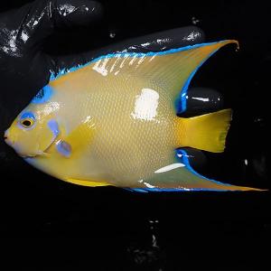 【現物11】クイーンエンゼル 15.5cm± (A-0435) 海水魚 サンゴ 生体｜aquagift