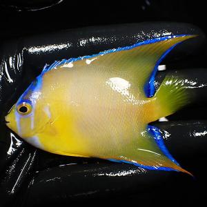 【現物15】クイーンエンゼル 8.5cm± (A-0439) 海水魚 サンゴ 生体｜aquagift