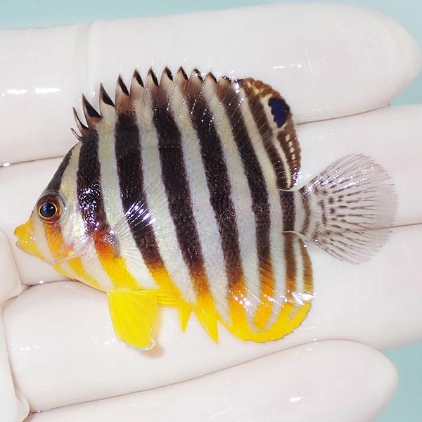 【現物15】シマヤッコ 5.5cm±! 海水魚 生体 15時までのご注文で当日発送(t111(t20...