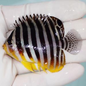 【現物17】sale シマヤッコ 5.5cm±! 海水魚 生体 15時までのご注文で当日発送(t111(t207｜aquagift